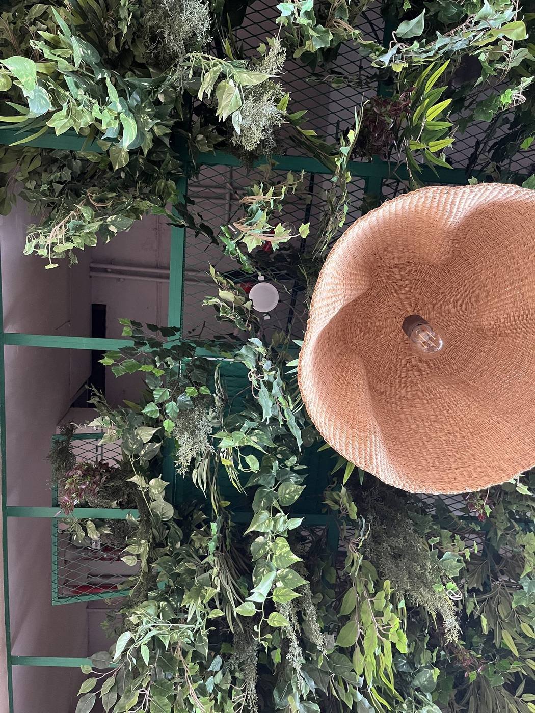 Rattan pendant light beneath a green plant-wall ceiling installation at an Al Barari café